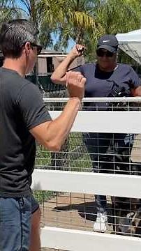 Protecting and resource guarding the owner are both dealt with the same way- a dominance correction.