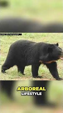 Asiatic Black Bear: Ancient Lineage and Tree Climbing Secrets #animals #wildlife #biology