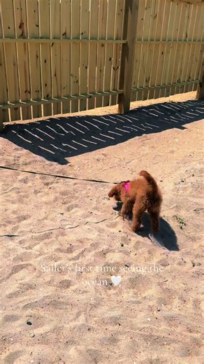 First time meeting the ocean 🌊🐾 She was a little unsure at first… but that didn’t last long 😂 Now she’s officially a beach girl, living her best life on the deck with her bone 💕✨ #minigoldendoodle #happyplace #beachdog