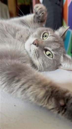 The Cutest Cats on the Internet Today 🐱 | Funny Cat Antics & Sweet Moments #cat #cats #catshorts