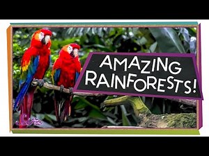 Nerdfighteria Wiki - Explore the Rainforest! | Ecology for Kids