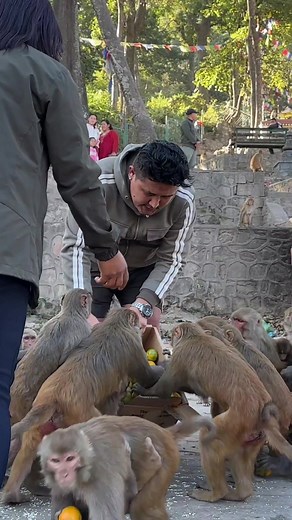 birthday party for monkeys #feedinganimal #monkeyvideo
