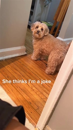 Dog Demonstrates Understanding of Human Commands