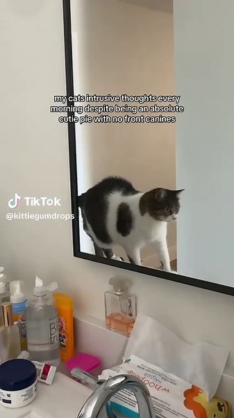 My little psycho kitty #catmom #catsoftiktok #cattok #catmomlife