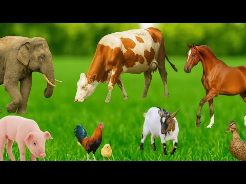 Farm Animal Life: Dog, Duck, Chicken, Cat, Rabbit, Sheep, Goat, Ostrich – Animal Sounds
