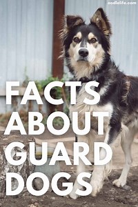 Facts About Guard Dogs [11 Interesting Facts] - OodleLife®