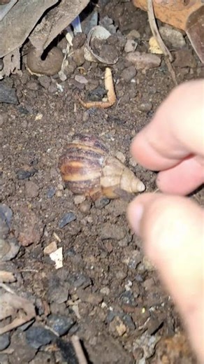 Catching snail #entertainment #snail #video