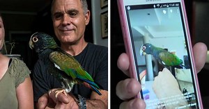 Parrot sneaks out for a night on the town, is escorted safely back to owner