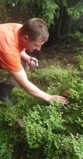 Mushroom Foraging Tips in Forested Areas