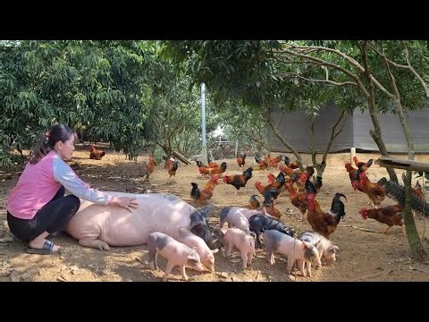 Take care of lactating sows. And harvest chicken eggs. ( Ep 407 )