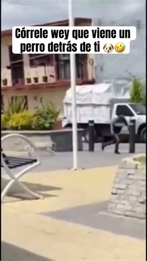When all you have to do is run, dude 🐶🤣 #viralvideo #funny #dogs #funny
