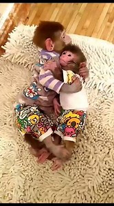 Animal World on Reels