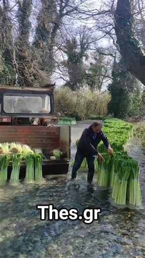 Αγρότες Δωροθέας. Αξιοποιώντας την κυκλική οικονομία καθαρίζουν τα πράσα με την φυσική ροη ποταμών