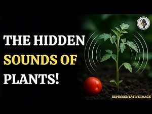 Plants Are Talking — We Just Can’t Hear Them! | WION Podcast