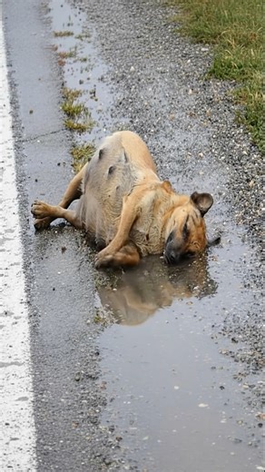 Meet Lisa, a brave dog rescued from a life of neglect and hardship. With the help of a dedicated team, she's now on the road to recovery, inspiring us all to raise awareness for animals in need. 🐾 | My Dog’s Life