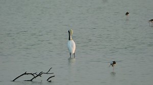 This Black-faced Spoonbill Platalea Minor Standing Stock Footage Video (100% Royalty-free) 1064102107 | Shutterstock