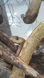 12K views · 116 reactions | Boomslang (Dispholidus...