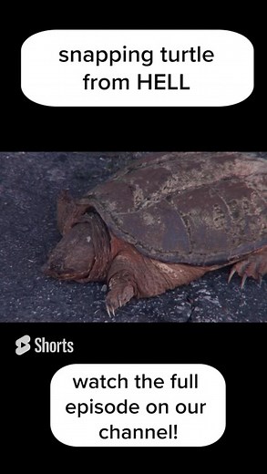 Snapping turtle VS cops🤣#copchase #cops #copdashcam #police #policepov #copchases #dashcam #policedashcam #policechase #policechaseclips