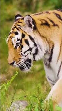 The Last 100? 🐯 Malayan Tiger’s Fight for Survival #wildlife #endangered #tiger #natureshorts