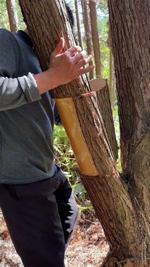 Increíble, pelando una hoja entera de corteza