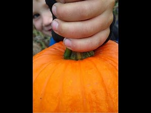 Virtual Field Trip to the Pumpkin Patch