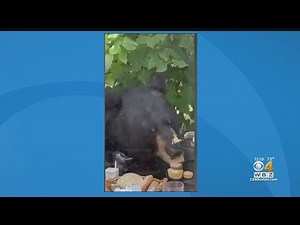 Bear crashes birthday party in Connecticut