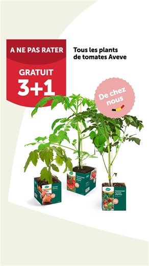 Envie de récolter de succulentes tomates ? Profitez de 3 1 sur tous les plants de tomates. 🍅❤️ Cette promotion est valable jusqu’au dimanche 4 mai 2025 inclus dans votre magasin Aveve. | Aveve