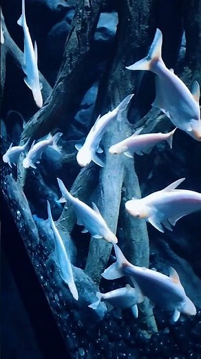 This will make you feel relaxed.. Albino Sharks