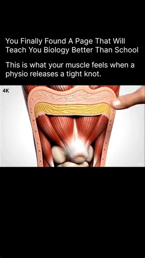 BIOLOGY | MEDICAL | HEALTH on Instagram: "That deep, sore “knot” in your muscle is actually a bundle of muscle fibers that’s stuck in a constant contracted state. When your physiotherapist applies pressure, they’re forcing those fibers to finally relax. At first, it can feel sharp or burning—but that’s your nerves waking up and your blood flow rushing back into an area that’s been starved of oxygen. As the knot releases, fresh oxygen and nutrients flood the tissue, washing away built-up waste li