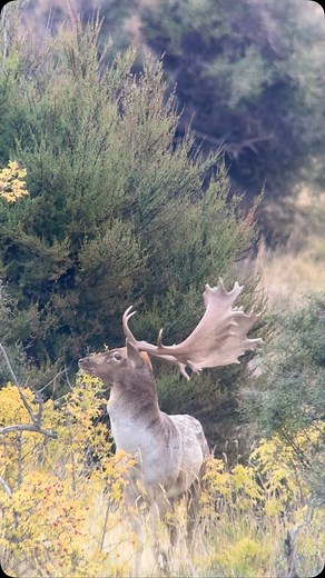 2.8K views · 2.1K reactions | Big boys are coming out of hiding @exclusive_adventures_nz #newzeland #fallow | Sam Manson | Facebook