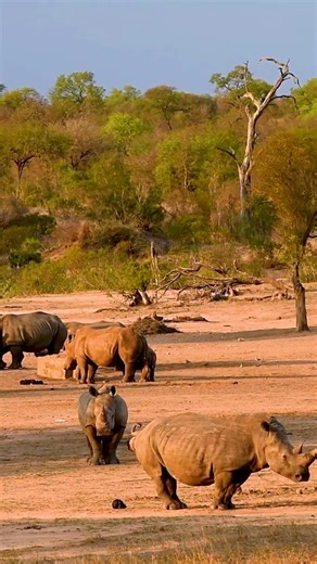 Majestic African Wildlife on Golden Plains