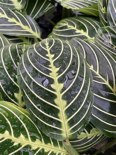 Lemon Lime Maranta - Prayer Plant - Live Houseplant - 4" Pots - Etsy