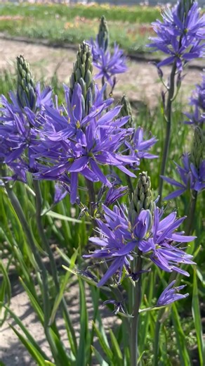 De Camassia leichtlinii 'Caerulea' heeft Statige bloemtrossen in een diepblauwe kleur, bezaaid met grote stervormige bloemen, worden gedragen door stevige, rechte stelen. Camassia is uitstekend te combineren in borders met vaste planten. De donkergroene, decoratieve, lineaire bladeren omringen de bloemsteel en wijzen schuin omhoog, wat bijdraagt aan het elegante uiterlijk van de plant. - - - #bloembollen #Flowerbulbs #camassia #flowerbulbwebshop #bloemen #Flowers