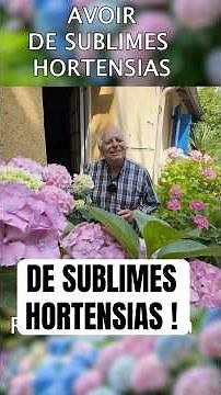 Pourquoi mes hortensias fleurissent parfaitement ? #jardinage #jardin #fleur #hortensia #plante