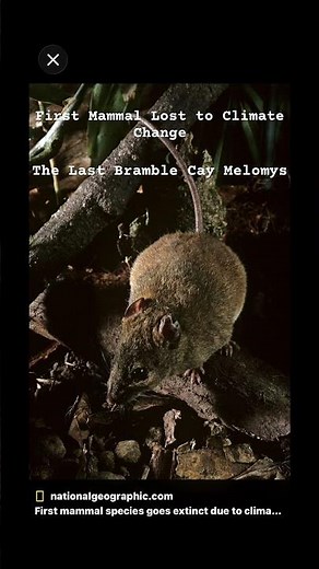 The Last Bramble Cay Melomys