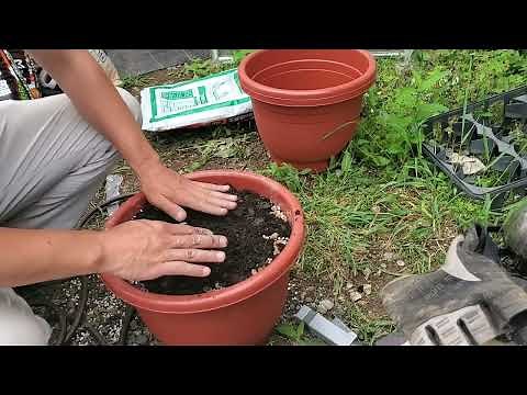 黒竹のタケノコ鉢植えを作ってみた