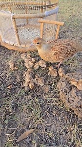 Partridge mom guiding her chicks for feeding | #partridges #partridgechicks #Termites ##birdslover | Birds Lover