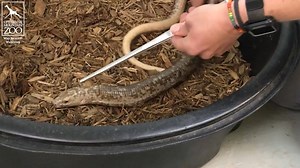It's a lizard... it's a snake... it's a European glass lizard! Join our glass lizard, Houdini, and his keeper, Bailey, to learn why this legless reptile is one of our favorites, but not a snake. | Cheyenne Mountain Zoo