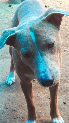 Hybrid Rambo 🔥🔥🔥🔥 #shorts #doglove