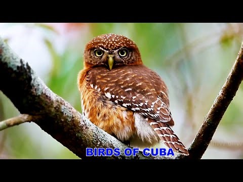 TOP 15 Most Beautiful Birds Of Cuba Ep.01 - The Most Beautiful Wild Birds In The World