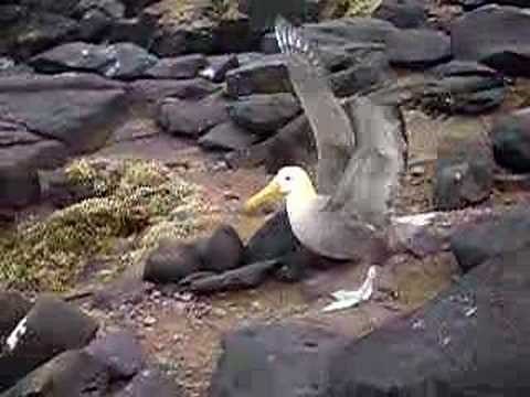 Albatross takes flight