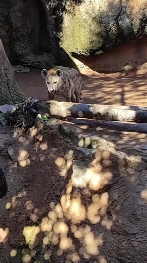 A Lone Hyena Cries Out for Family! 🐆💔 But Who Will Answer? | #Hyena #HyenaCalls #WildlifeCloseUp | Bagh Dushkhel