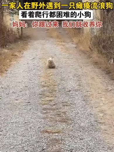 🇨🇳 一家人在野外遇到一只瘫痪流浪狗，看着爬行都困难的小狗。 🇬🇧 A family encountered a paralyzed stray dog in the wild; it was heart-wrenching to see the little dog struggling even to crawl. 🇨🇳 妈妈：「你跟过来我们就收养你。」 🇬🇧 Mom: „If you follow us, we will adopt you.“ 🇨🇳「那我们再走一会。」「它又不走了呢。」「它走，走。」 🇬🇧 „Let's walk a little longer.“ „It stopped moving again.“ „It's moving, it's moving!“ 🇨🇳「对，你来，带你走，带你去治。」「哈哈哈。」 🇬🇧 „Yes, come here, we'll take you with us and get you treated.“ „Hahaha.“ 🇨🇳「捡了个猫，没多久又捡狗。」 🇬🇧 „We just rescue