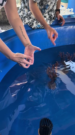 Exciting Visit to Ocean Rider Seahorse Farm in Hawaii