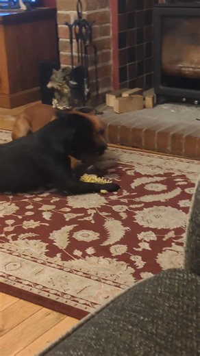 Do you ever just sit and watch your dogs play with another dog from their own household or a dog friend they meet on a field? How do they play? Do they mirror each other's behaviours? Take turns? Share? Know when the other dog has had enough, respecting each other's boundaries. Pay is not a 'free for all', it's about dogs understanding each other. Watch my two dogs play together with a toy. Both clearly having fun and the red pup constantly wagging his tail whilst learning vital skills from the 