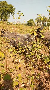 7.4M views · 10K reactions | Hiro Zapda on Reels | Facebook