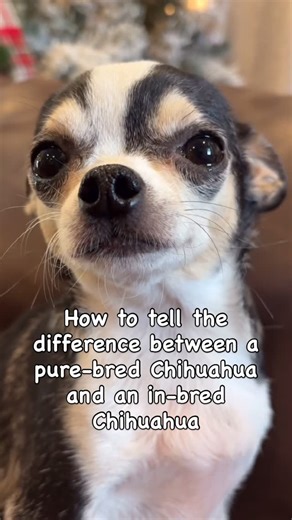 Teacup Pup Crew on Instagram: "Can you tell the difference? 🤔💕🐾 #chihuahua #chihuahualife #funnydogs #cutedogs #petowners"