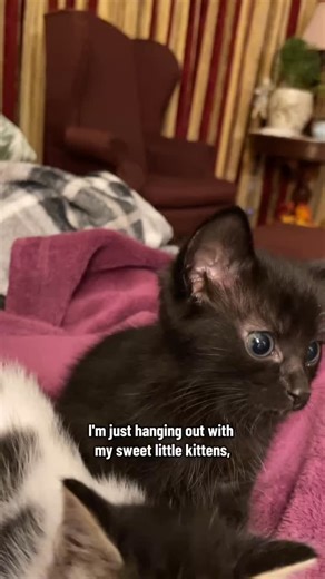 24 reactions | Relaxing kitten therapy. | Kitten Zookeeper | Facebook