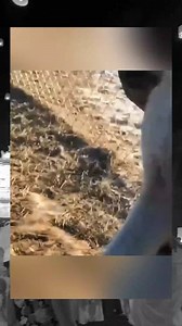 212K views · 8.4K reactions | Animal Stories - Wolves begging to be adopted #animals #love #shorts | Animal Stories | Facebook