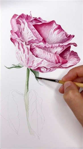 Variegated Rose watercolor painting process 🌹 Tutorial Available #watercoloring #watercolortutorial